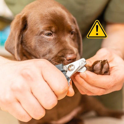 Hund som får klørne klippet med klosaks